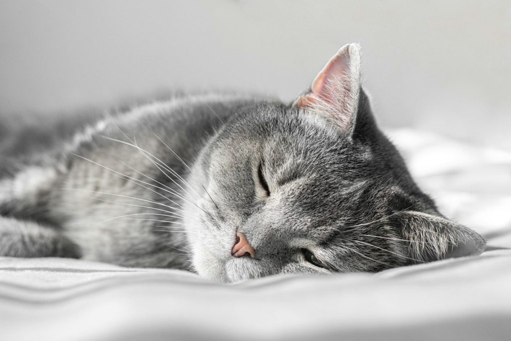 a gray cat sleeping on top of a bed