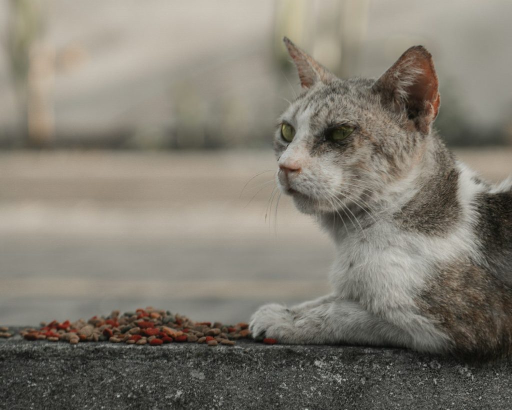 A scruffy cat sits by a pile of kibble.