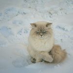 A fluffy cat sits in the snow.