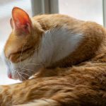a cat sleeping on a blanket