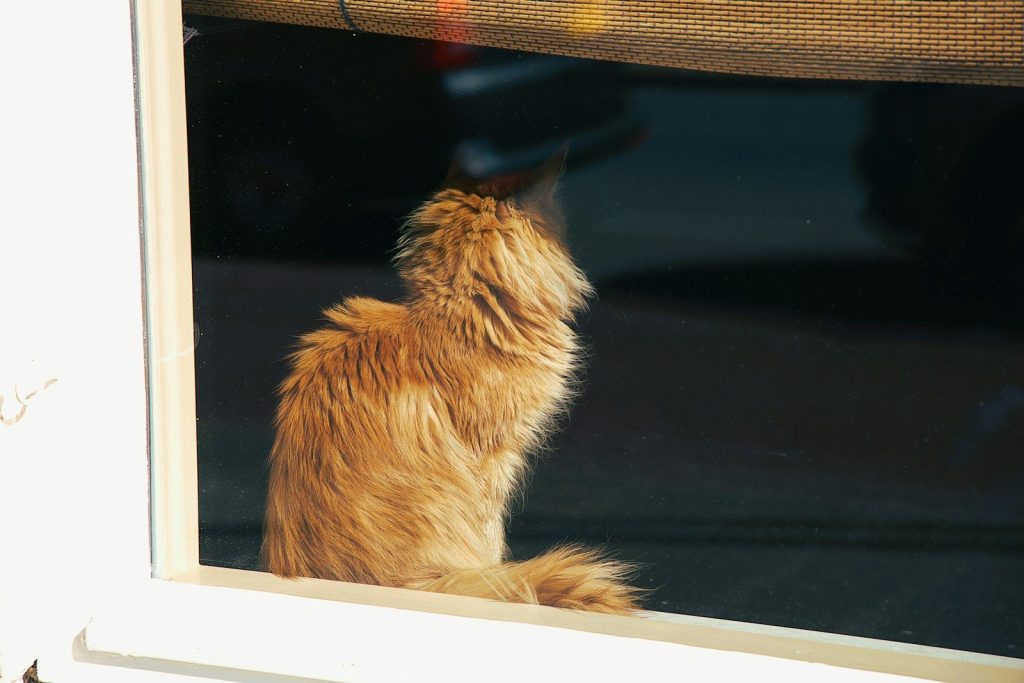 Fluffy orange cat looking out a window