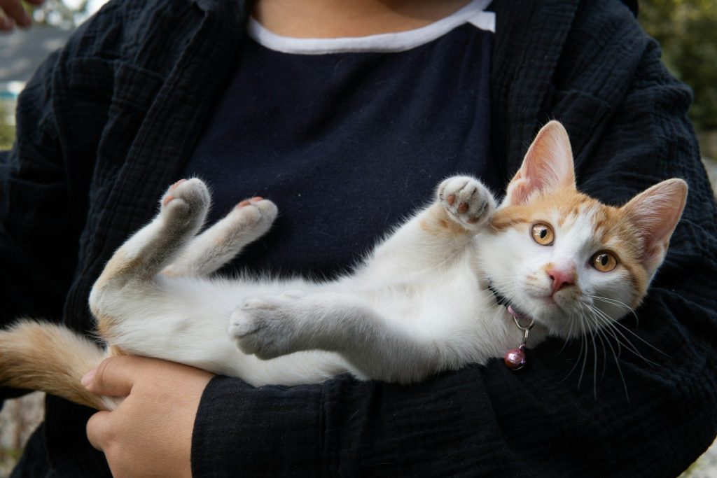 A person holds a playful orange and white kitten.