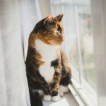 black and brown cat