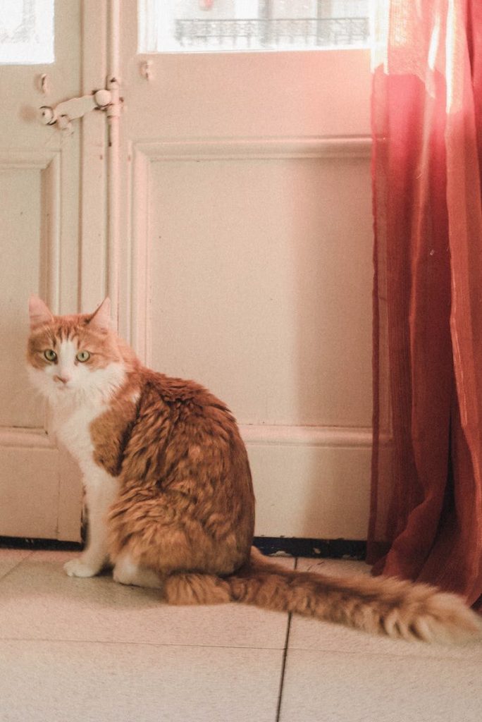 A cute orange and white cat sitting indoors by a sunlit window, creating a serene atmosphere.