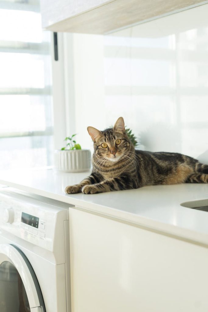 A cozy domestic cat lounging on a kitchen countertop with a washing machine nearby.