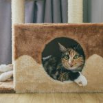 A domestic cat lying inside a soft and cozy cat condo with a playful expression.
