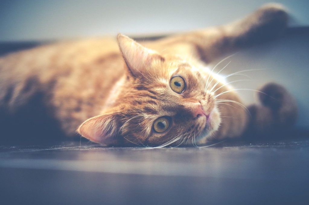 cat, pet, tabby, face, whiskers, fur, animal, domestic cat, feline, mammal, cute, nature, lying, portrait