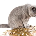 cat, beautiful cat, pets, british cat, animal, cat looks, house cat, british, the cat is sitting, animals, nature, grey, cat and money, pet, finance, money