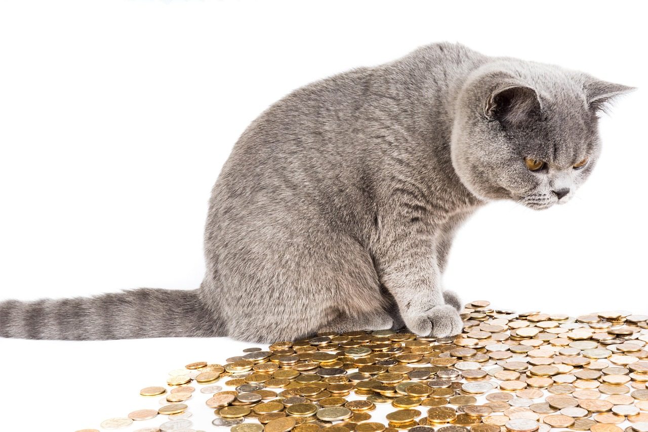 cat, beautiful cat, pets, british cat, animal, cat looks, house cat, british, the cat is sitting, animals, nature, grey, cat and money, pet, finance, money