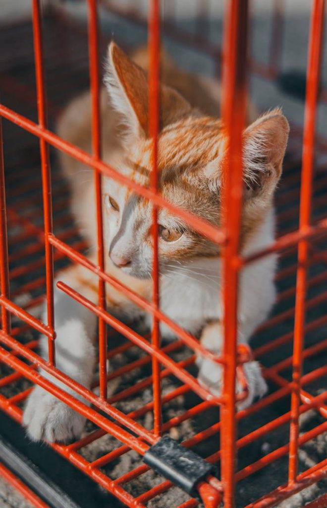 Adorable ginger cat peering through a red cage, looking curious and calm.