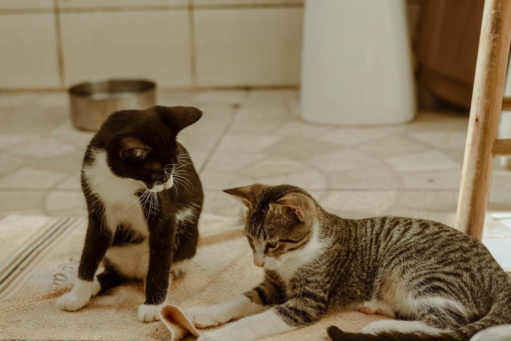 Two playful cats interact on a cozy indoor rug, capturing a cute pet moment.