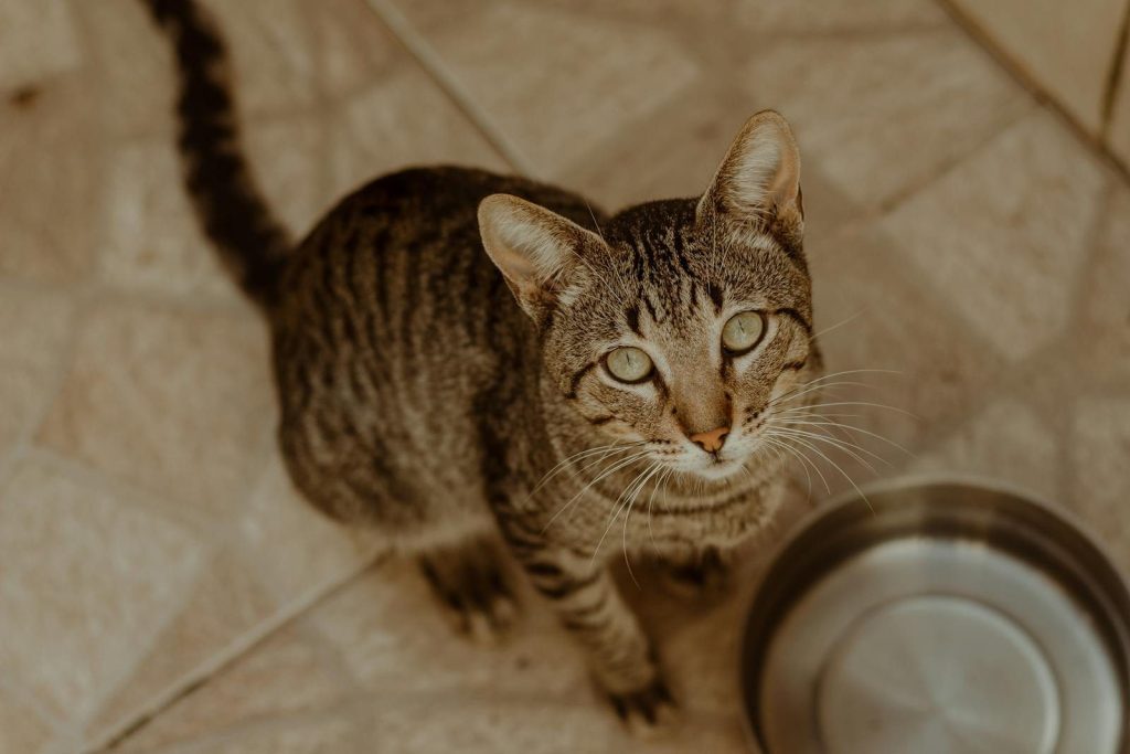 Close-up shot of a curious tabby cat looking up near a metal food bowl.