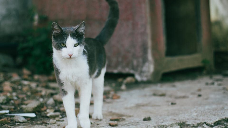 A curious cat stands in a backyard near a rustic kennel during the day.