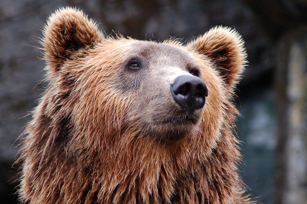 bear, head, brown, brown bear, grizzly bear, bear head, nature, wildlife, wildlife photography, wild animal, animal world, portrait, animal, zoo