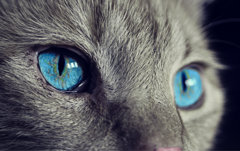 cat, cat's eyes, blue eyes, gray cat, close up, macro, feline, pet, domestic, domestic cat, animal, eyes, head, fur, nature, cat face