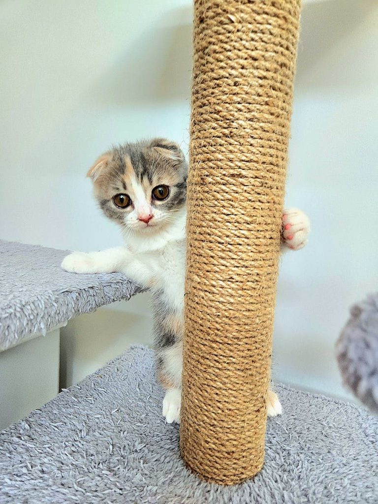 A cute kitten explores a cat tree, showcasing its playful and curious nature.