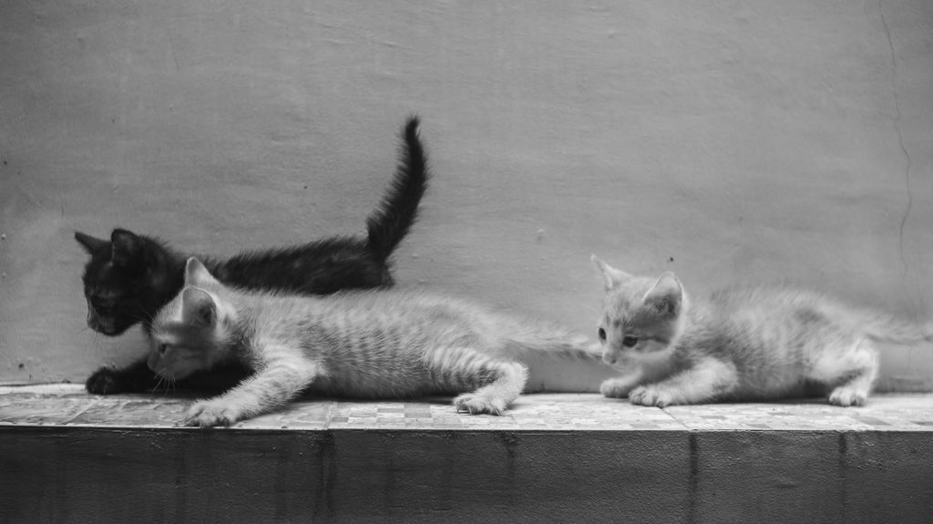 Three playful kittens exploring on a wooden plank in a striking black and white photo.