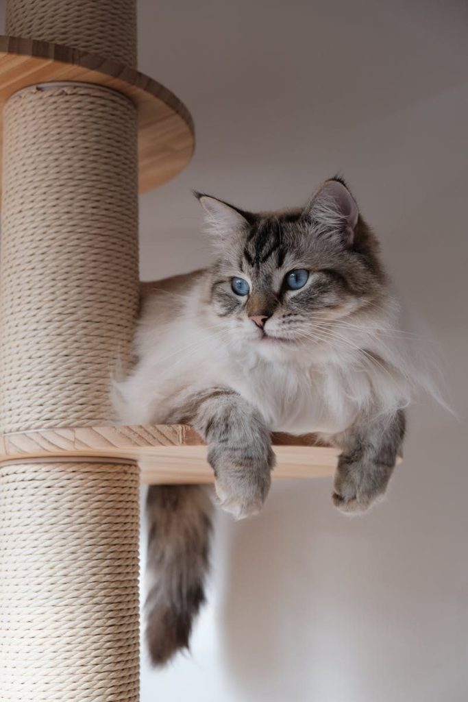 Adorable Siberian cat with blue eyes lounging on a cat tree indoors.