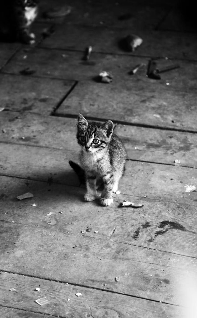 Black and white photo of a kitten sitting on the floor of an abandoned house, surrounded by debris.