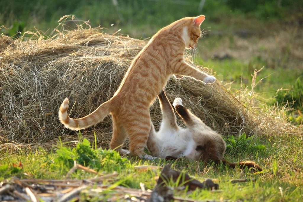 cat, kitten, pet, animal, puss, red tabby, red cat, siamese, cat fight