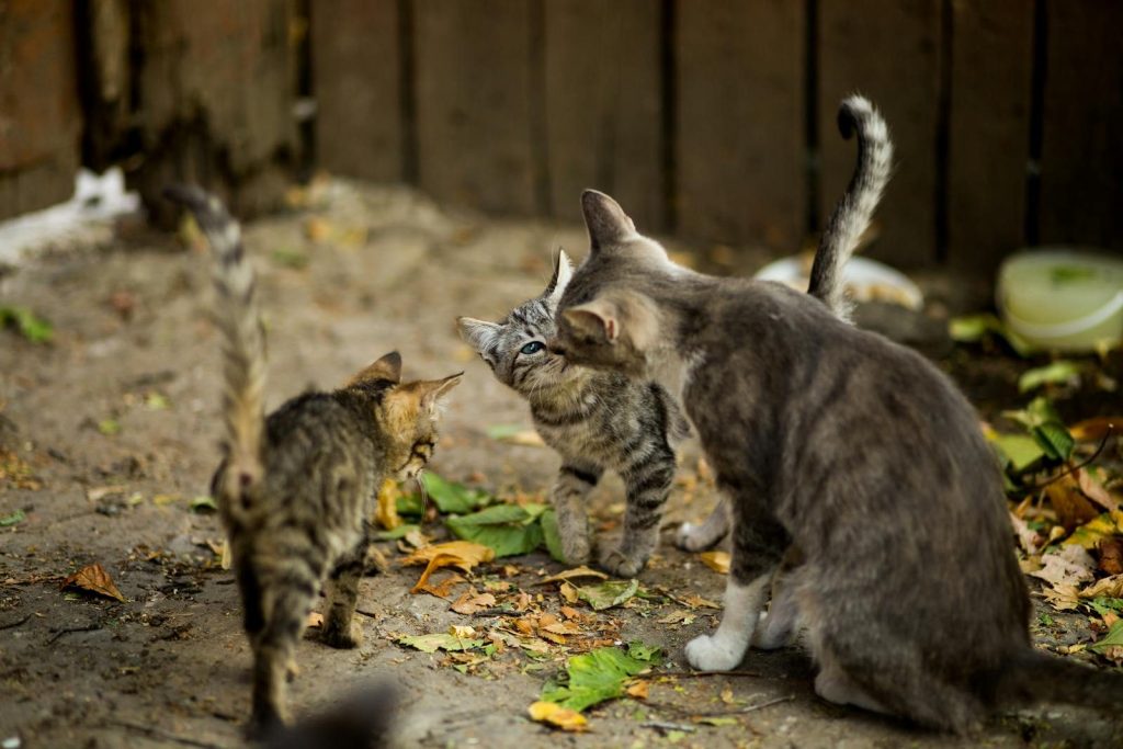 Three tabby kittens playfully interacting in a rustic outdoor setting.