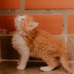 A cute ginger kitten gazes upwards next to a rustic red brick wall indoors.