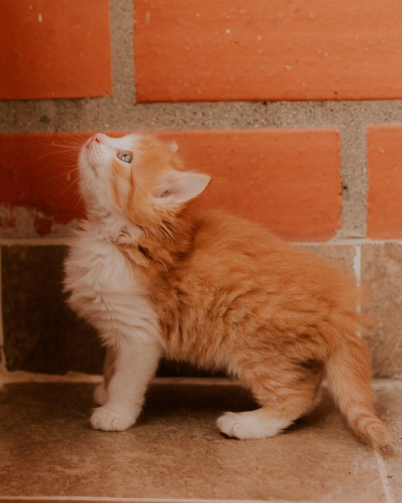 A cute ginger kitten gazes upwards next to a rustic red brick wall indoors.