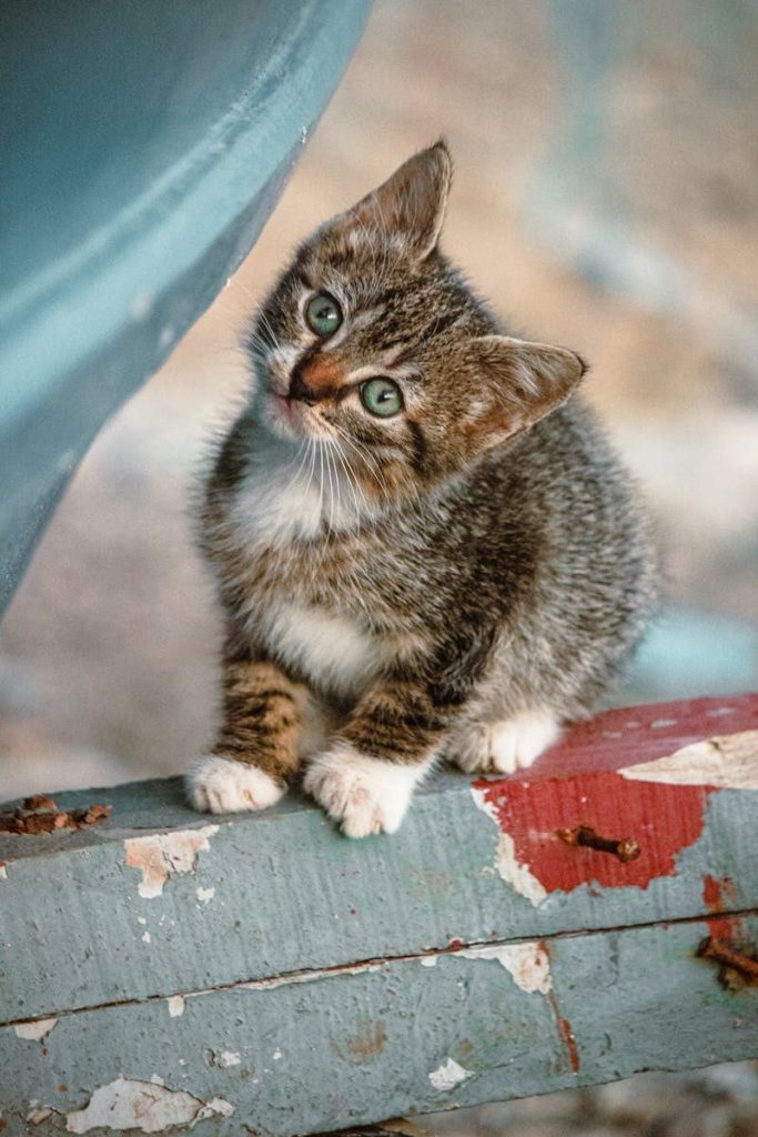 Cute tabby kitten with green eyes sitting on a rustic wooden surface outdoors.
