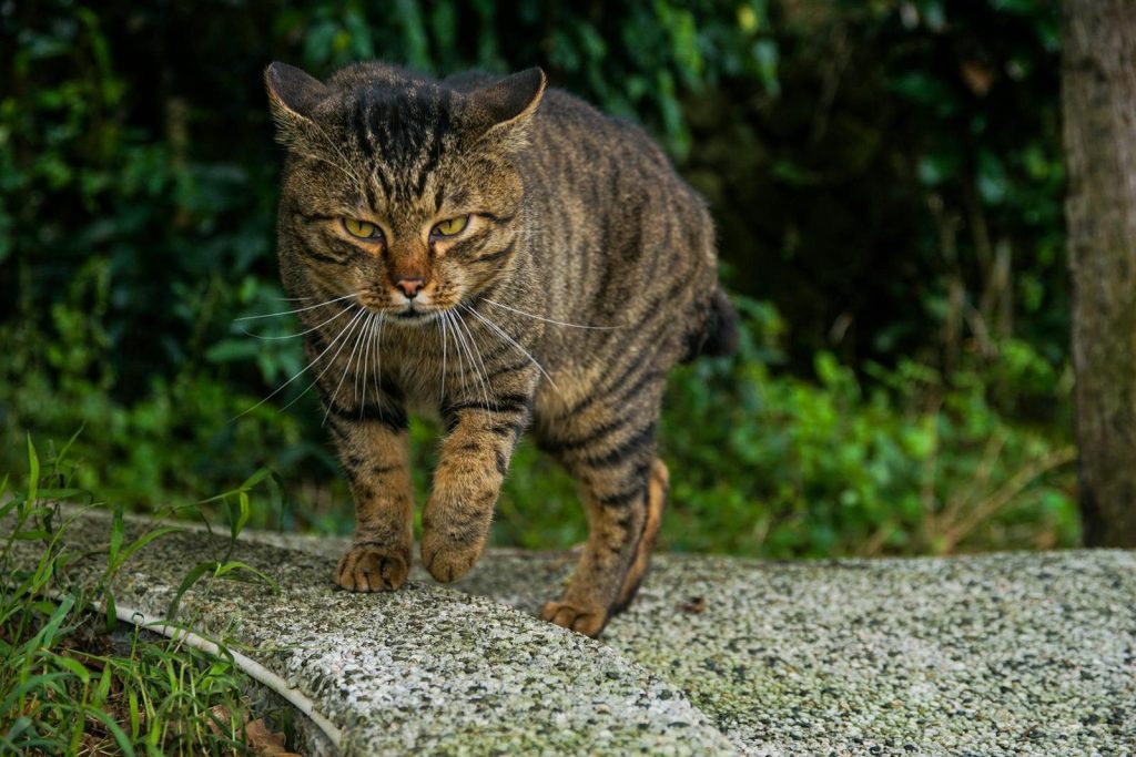 A focused tabby cat confidently walking on a stone path surrounded by lush greenery.