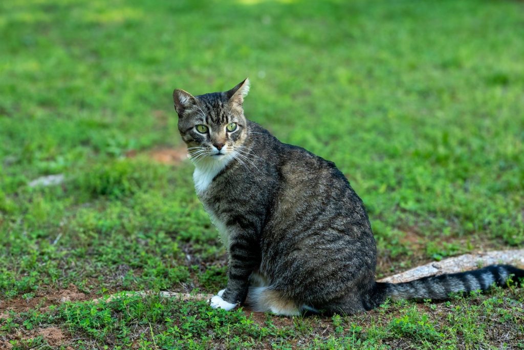 A cat sitting on the ground in the grass
