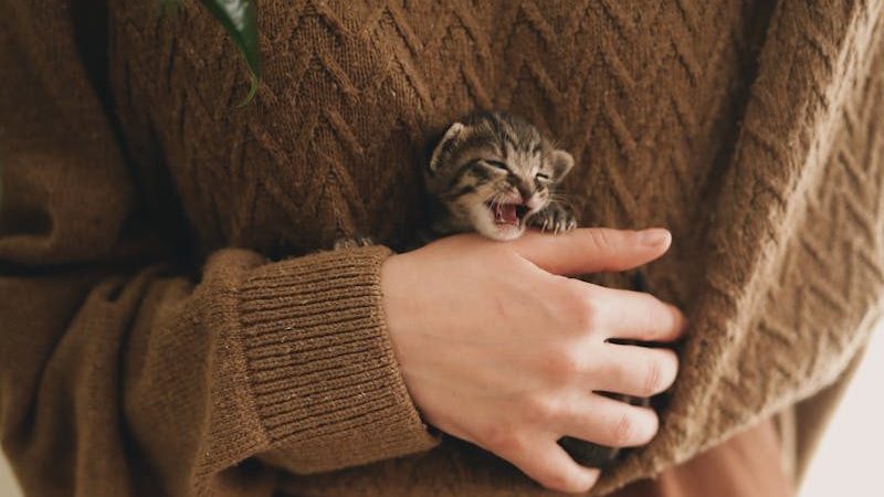 A small kitten peeks out from a cozy brown sweater, held gently by a person indoors.