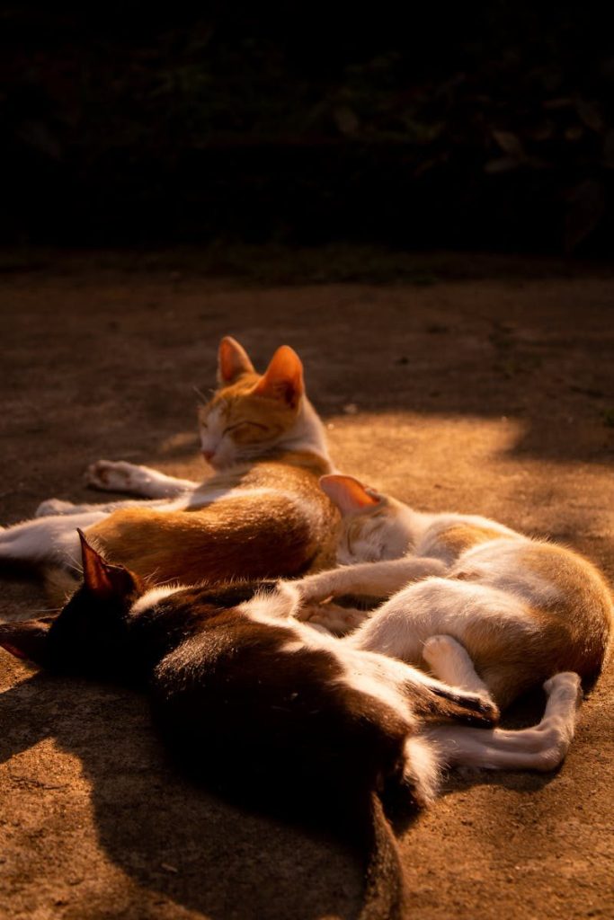 Adorable kittens enjoying warm sunlight on a textured ground indoors, creating a serene and peaceful ambiance.