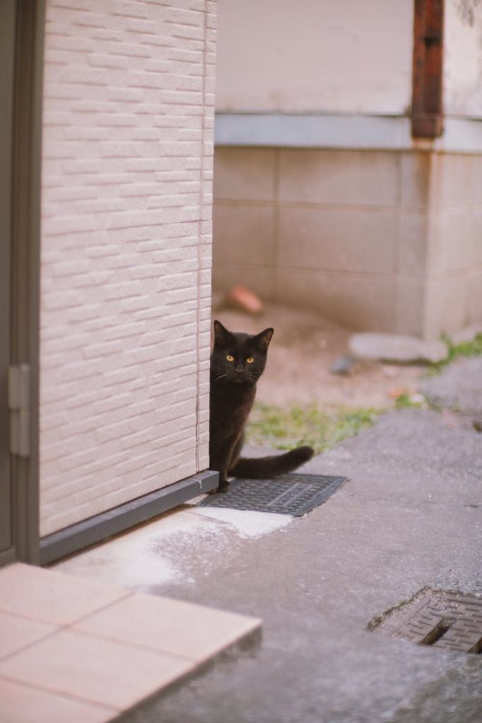 A curious black cat peeks out from behind a residential wall in an urban setting.