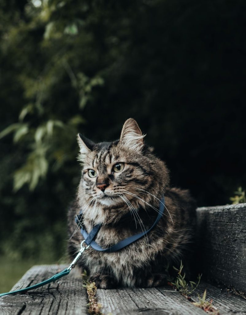 A fluffy tabby cat on a leash sits calmly on wooden stairs in a Toronto park.