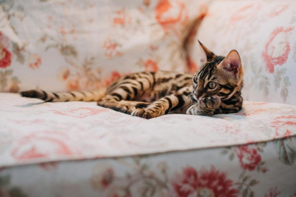 Adorable Bengal kitten lounging on a floral patterned sofa indoors.