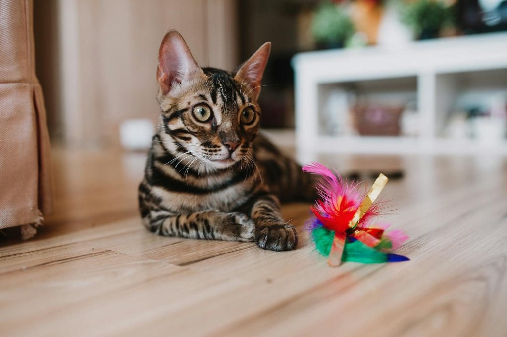 Adorable Bengal cat lying on the floor next to a colorful feather toy, perfect for pet enthusiasts.