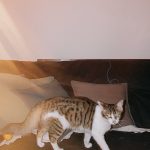 A cute domestic cat walking gracefully on a sofa, showcasing a cozy home setting.