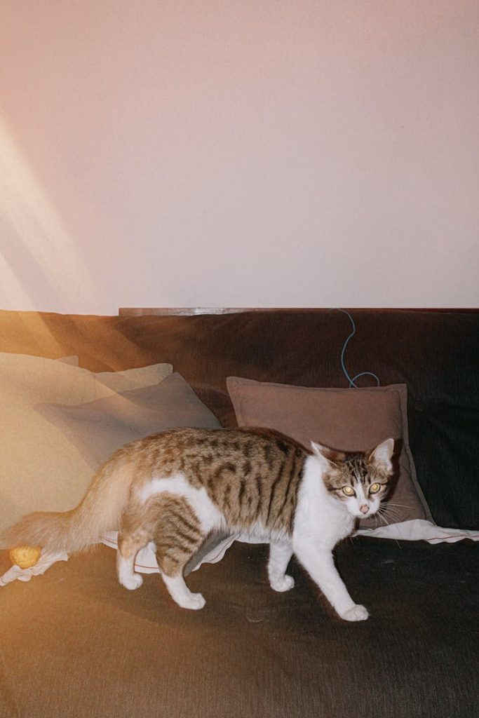 A cute domestic cat walking gracefully on a sofa, showcasing a cozy home setting.