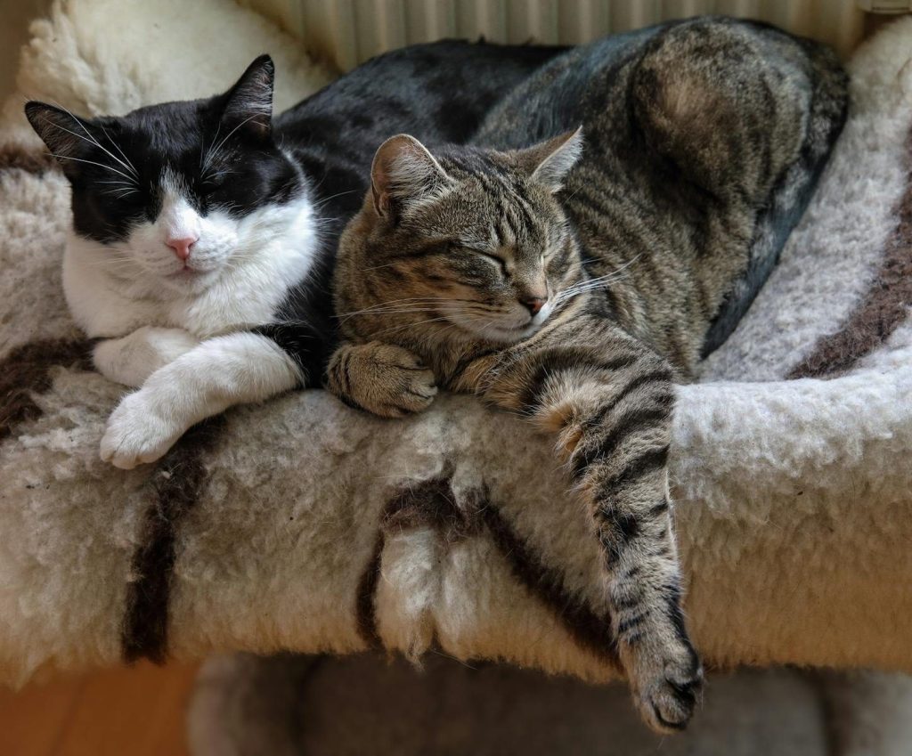 Two relaxed cats resting together on a soft wool blanket, capturing a tranquil moment.