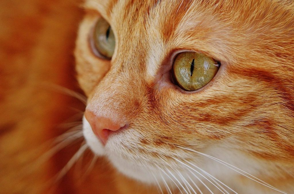 cat, kitten, tabby, pet, kitty, face, head, whiskers, mackerel tabby, young cat, animal, domestic cat, feline, mammal, cute, fur, cat face, portrait, nature, animal world