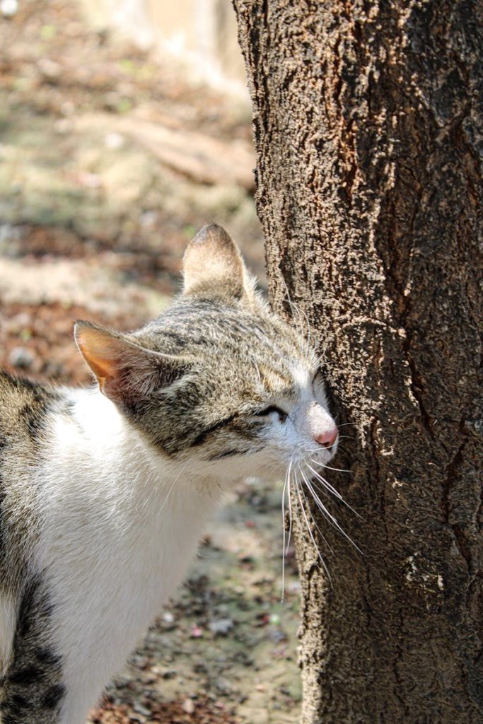 Domestic cat enjoying a sunny day outdoors, rubbing cheek on tree trunk.