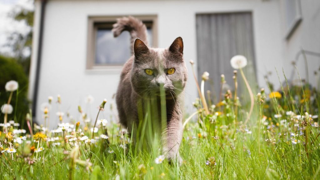 A curious gray cat explores a blooming garden on a sunny spring day.