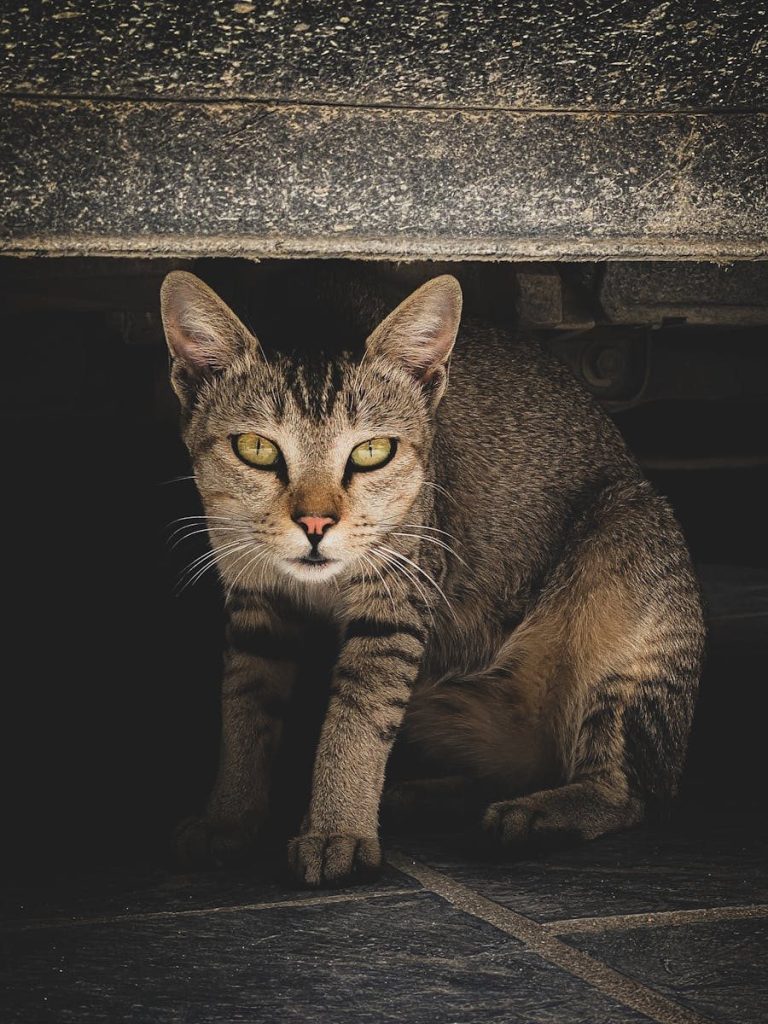 A curious tabby cat peeking out from under a vehicle on a paved surface.