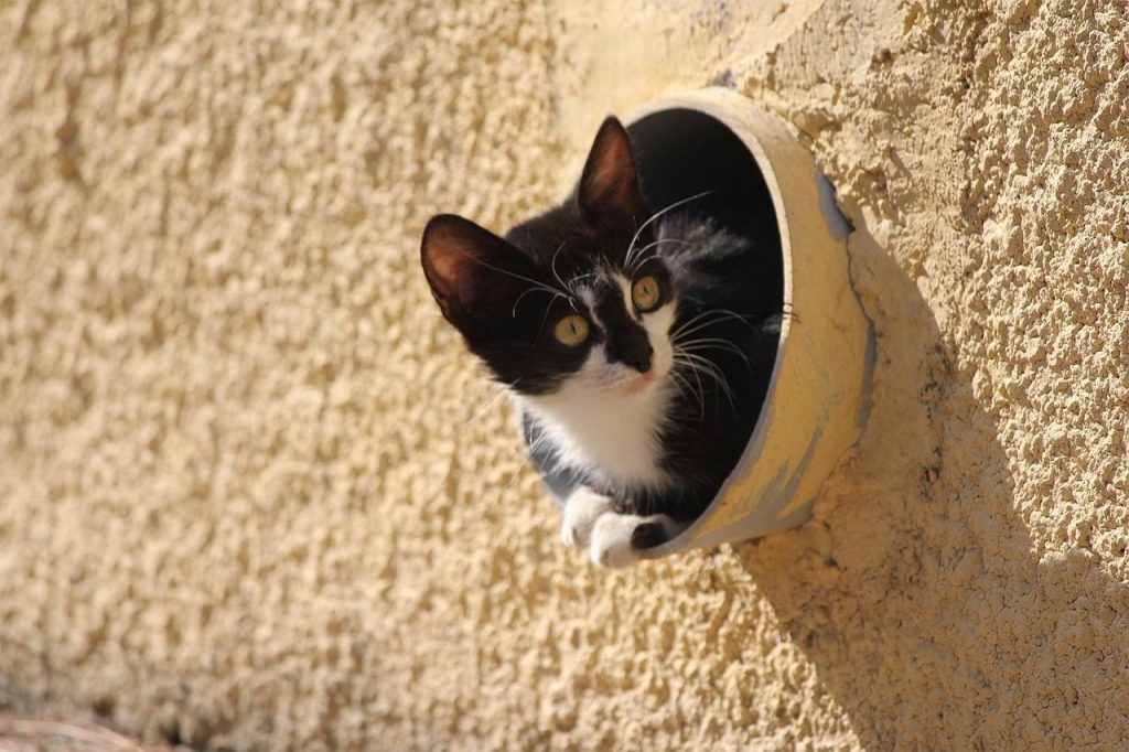 cat, black cat, kitten, animal, cat in a tube, pet, nature, hellas, chios, pets, animals