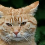 A detailed close-up of a ginger tabby cat with a serious expression against a dark background.