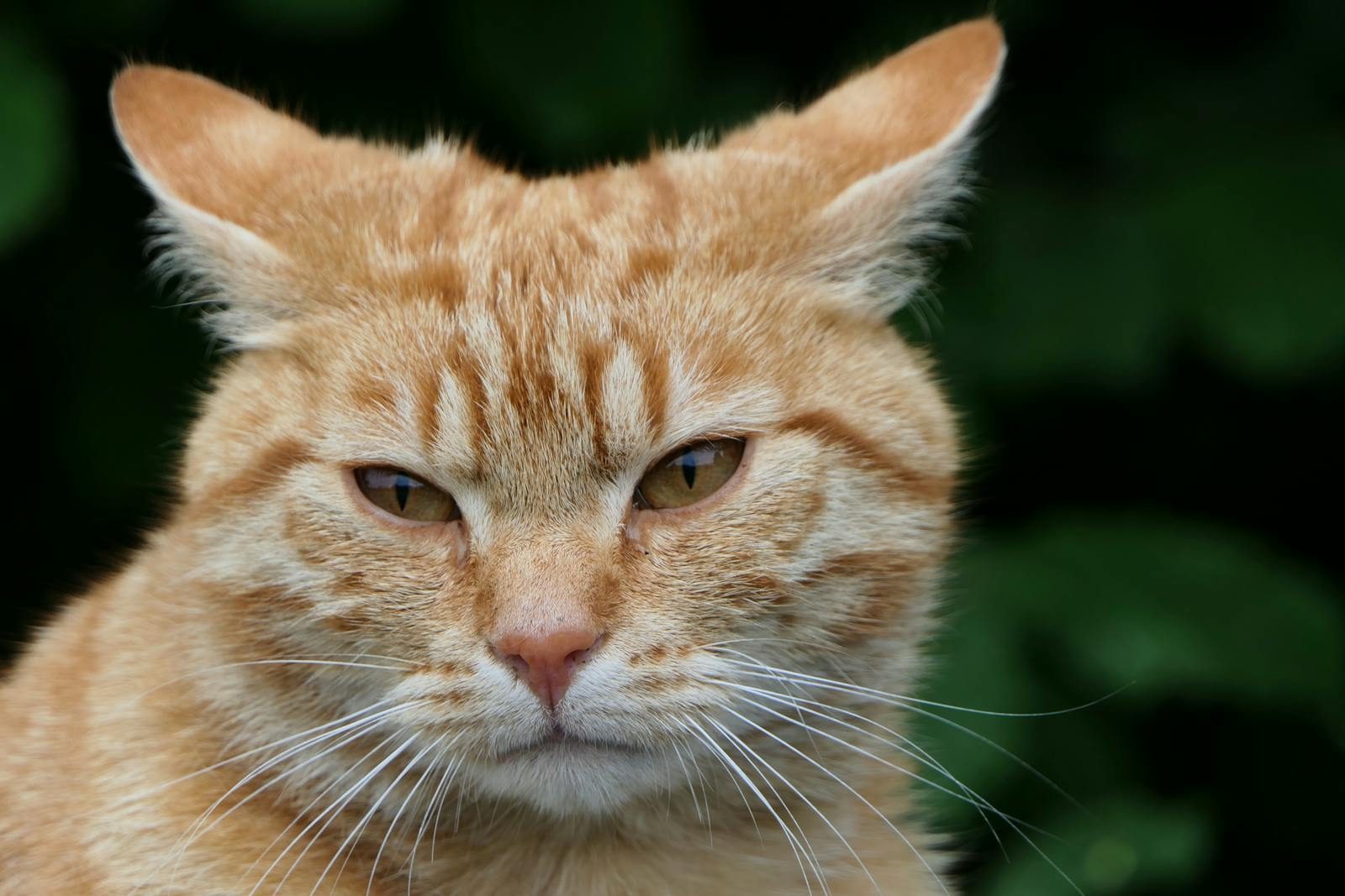 A detailed close-up of a ginger tabby cat with a serious expression against a dark background.