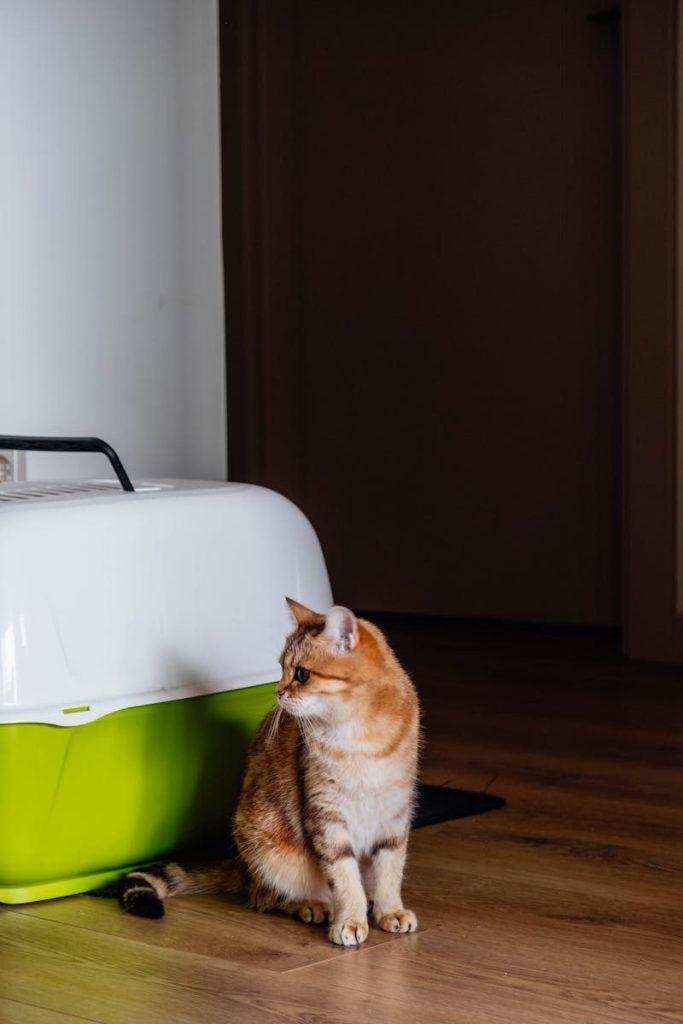Adorable orange cat sitting by a pet carrier on a wooden floor in a home interior.