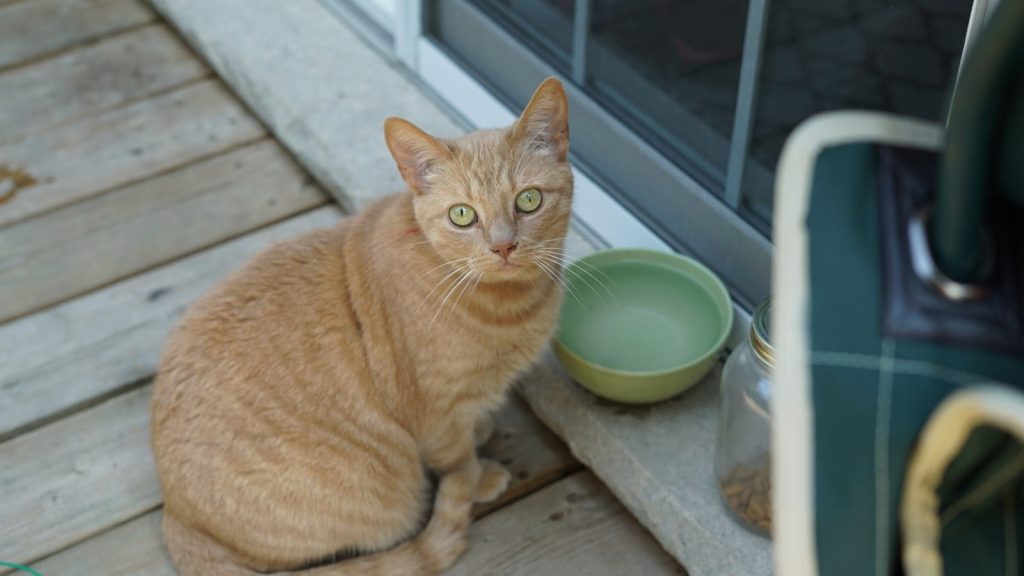 A ginger cat sitting next to a bowl on a wooden deck.