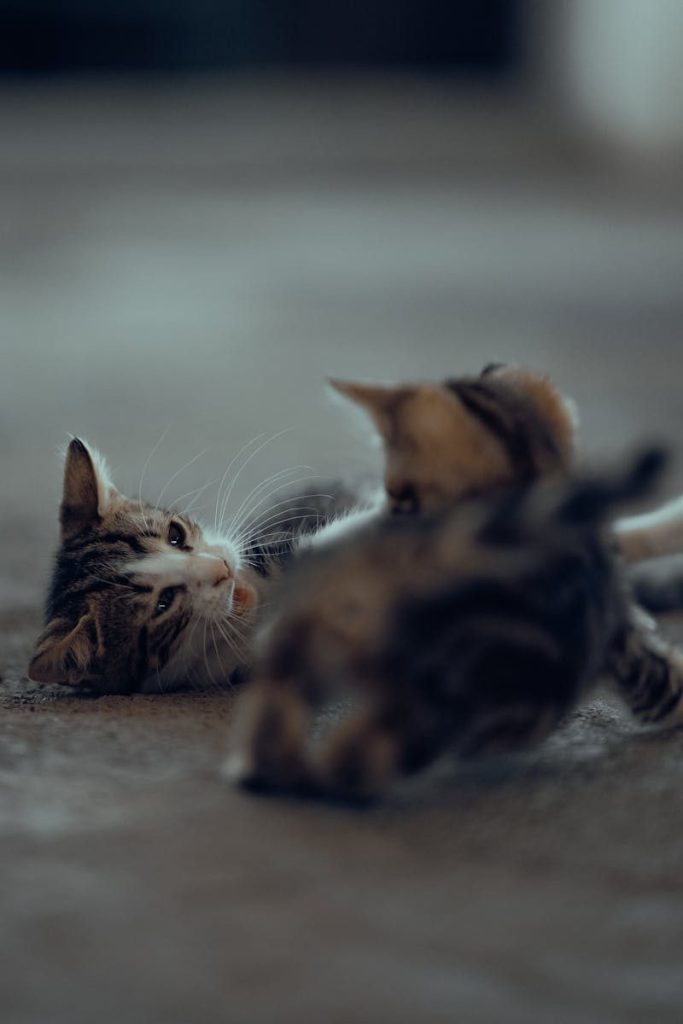 Two kittens playing on a concrete floor in Fethiye, showcasing cute animal behavior.