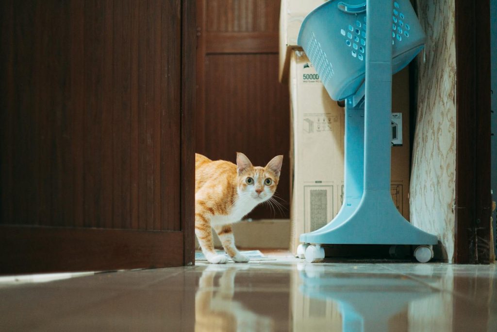 Ginger cat peeks through a door, eyeing the room curiously. Ideal for pet-themed content.